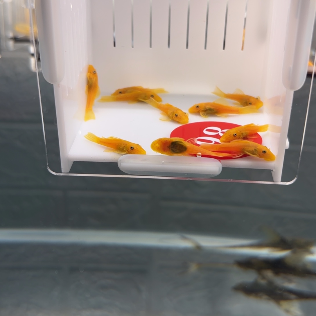 清道夫鱼黄金胡子10条，2.5➕厘米，中通