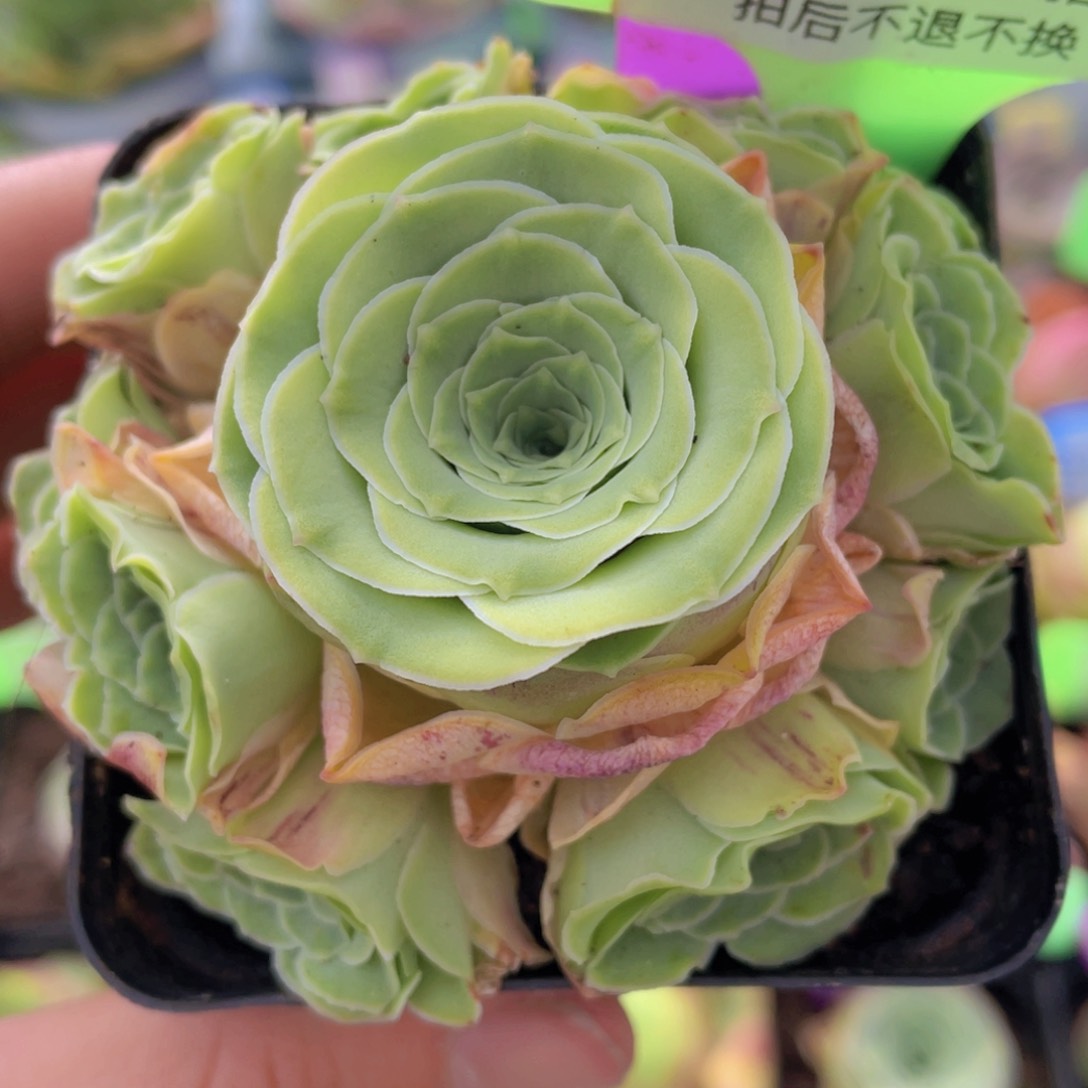 玥康妲玫瑰J124一物一拍