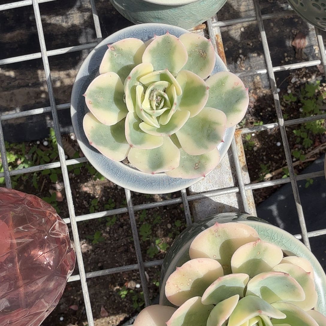雨蝶锦不带盆多肉