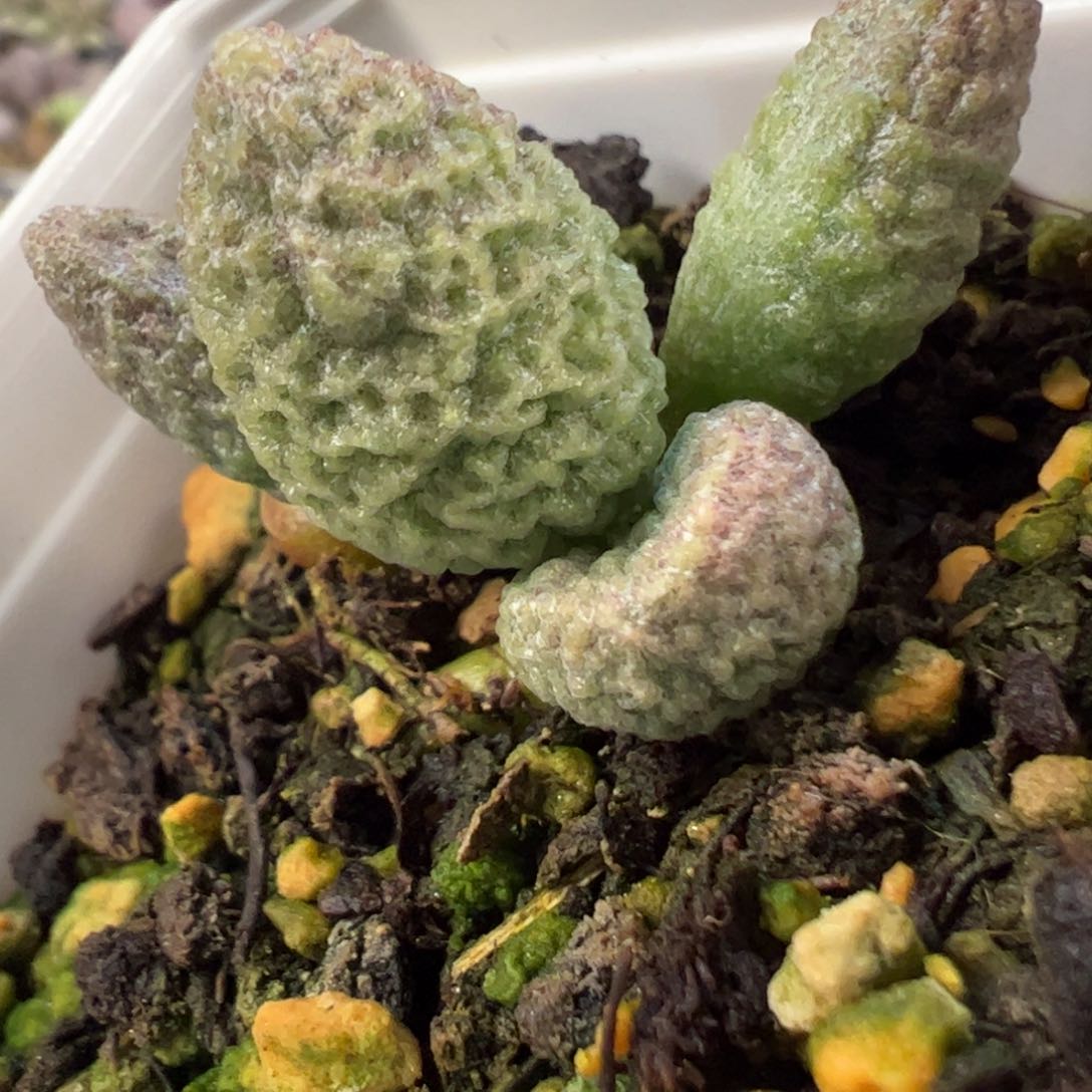 实生新品多肉植物水泡