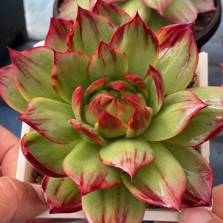 惊鸿仙子多肉植物8801