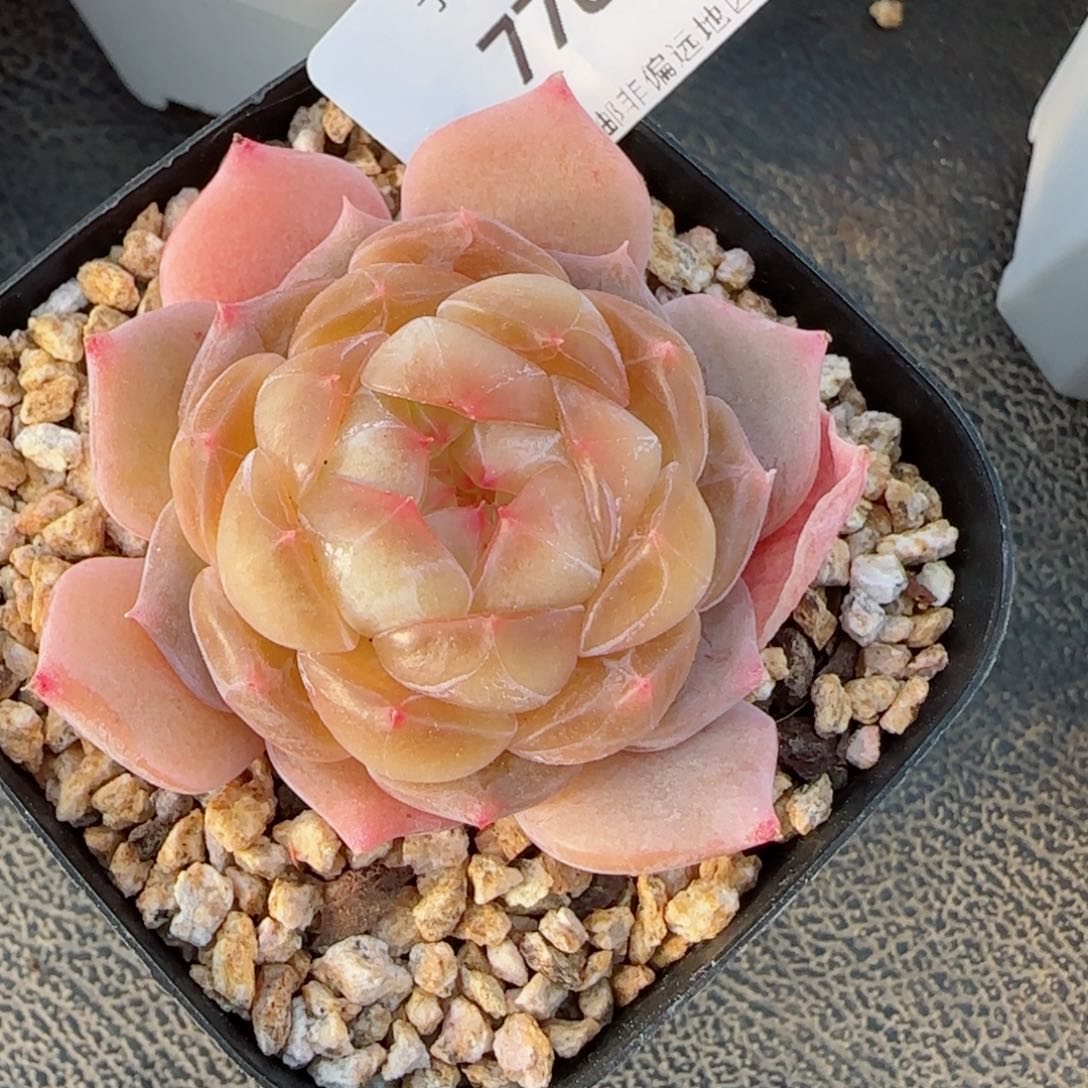 橙粉珍妮，77780多肉