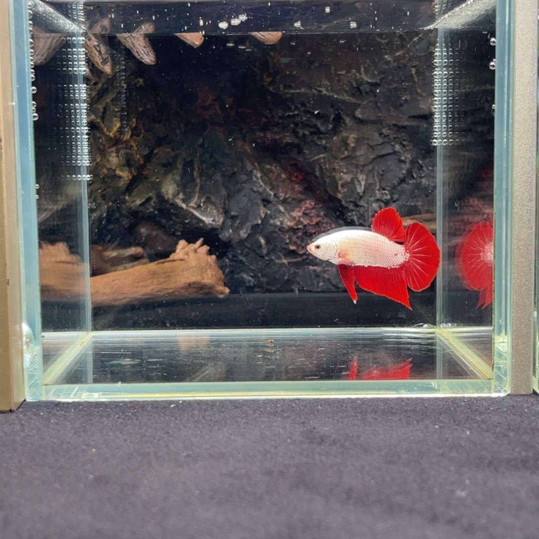 斗鱼十一月三十日竞价