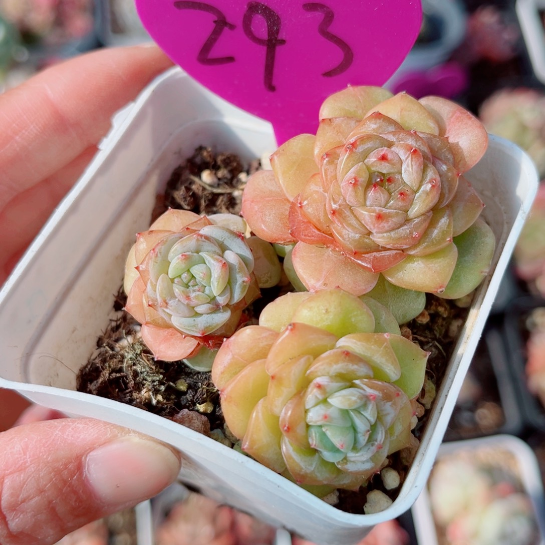 美***夕293号小老桩珍妮群