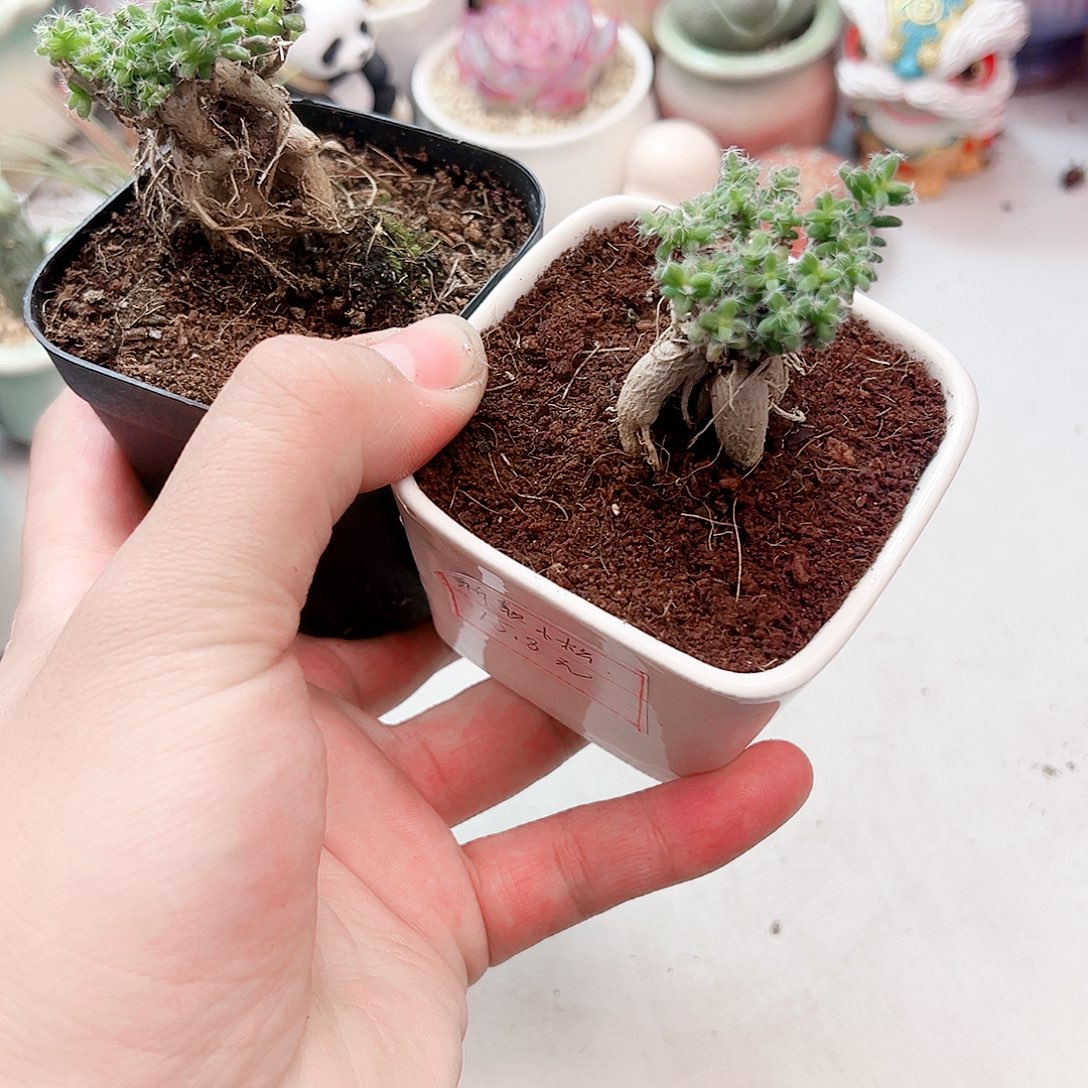 鸡红小松多肉植物