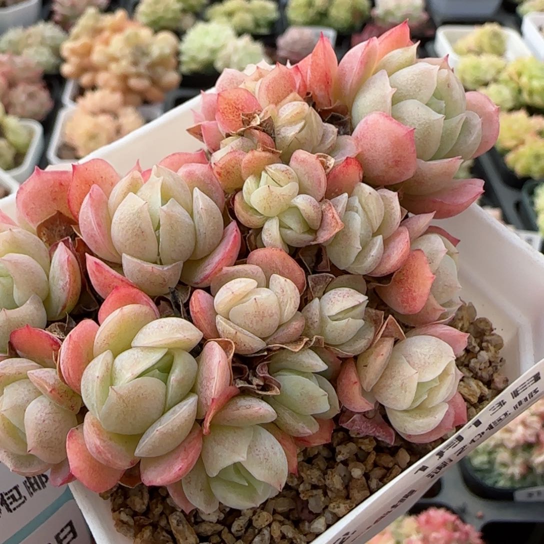 花语逸境0113-32贝瑞