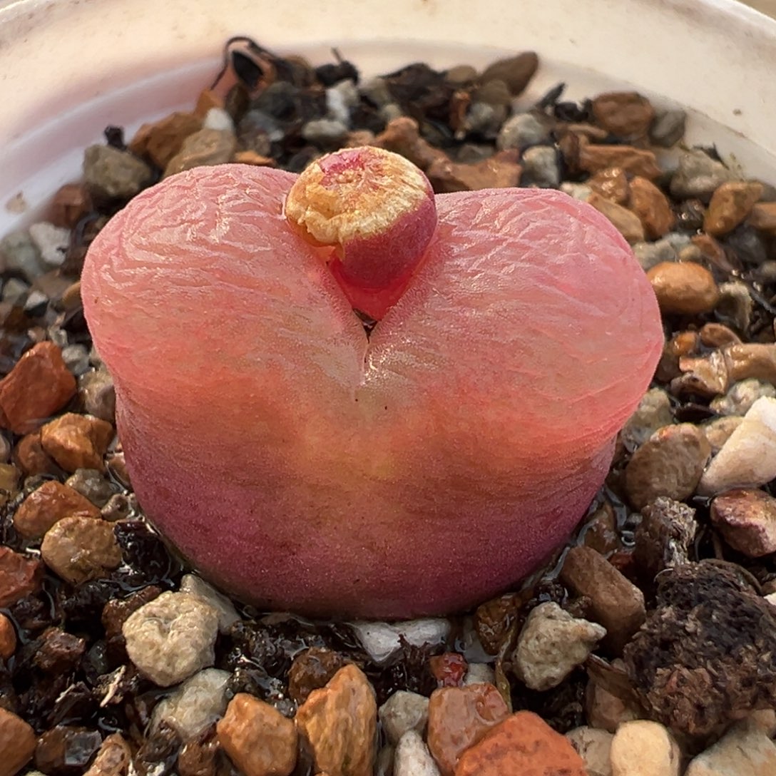 193多肉植物种类多样