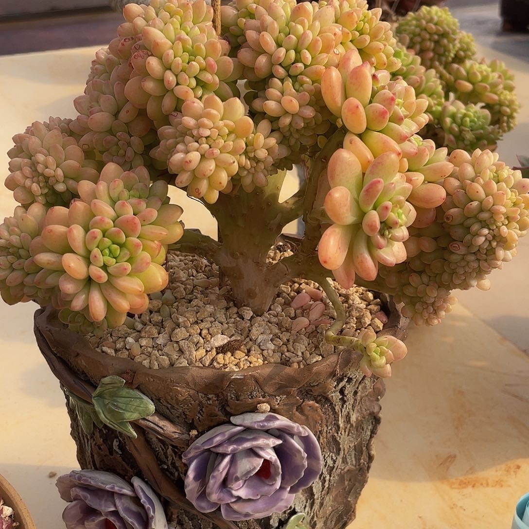 香格里拉缀多肉多肉多肉