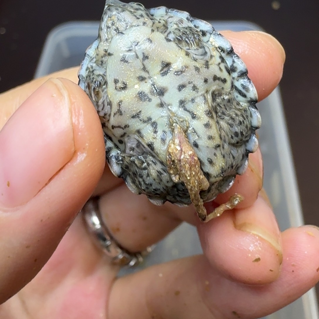 母蛋龟梁*剃刀1号
