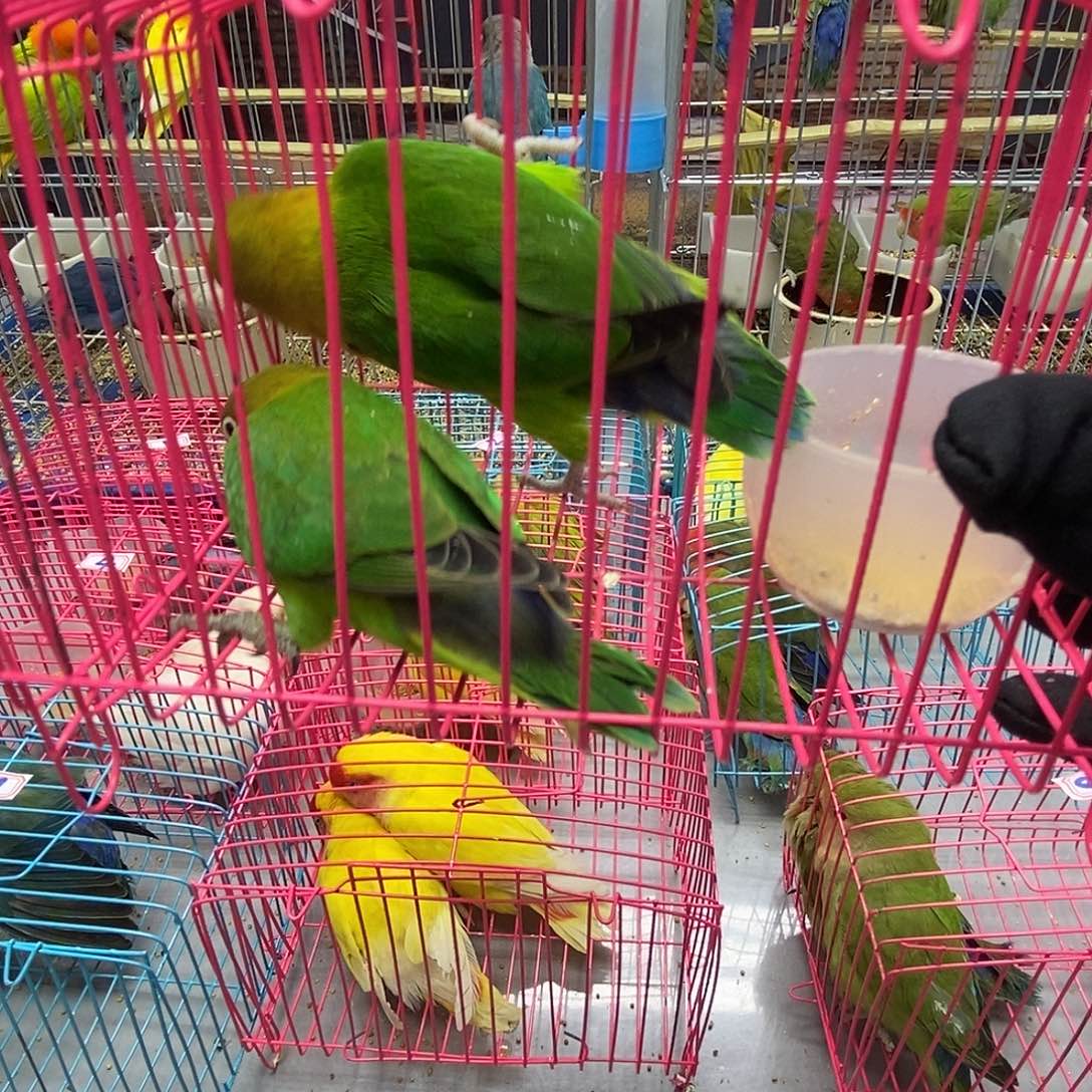 月***果桃脸牡丹鹦鹉棕头一对