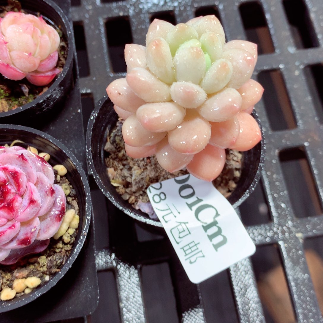 5厘米盆精控多肉001