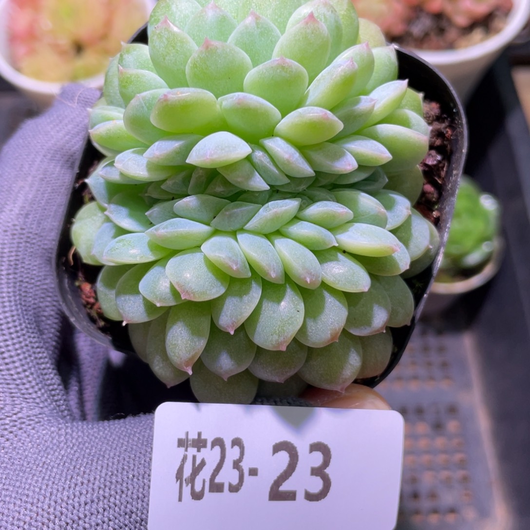 花利美23-23新品缀化