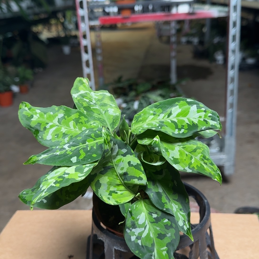 完全开放Y84迷彩粗勒草