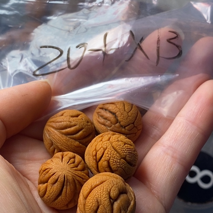 文玩核桃手串秦岭野生龙纹桃核20