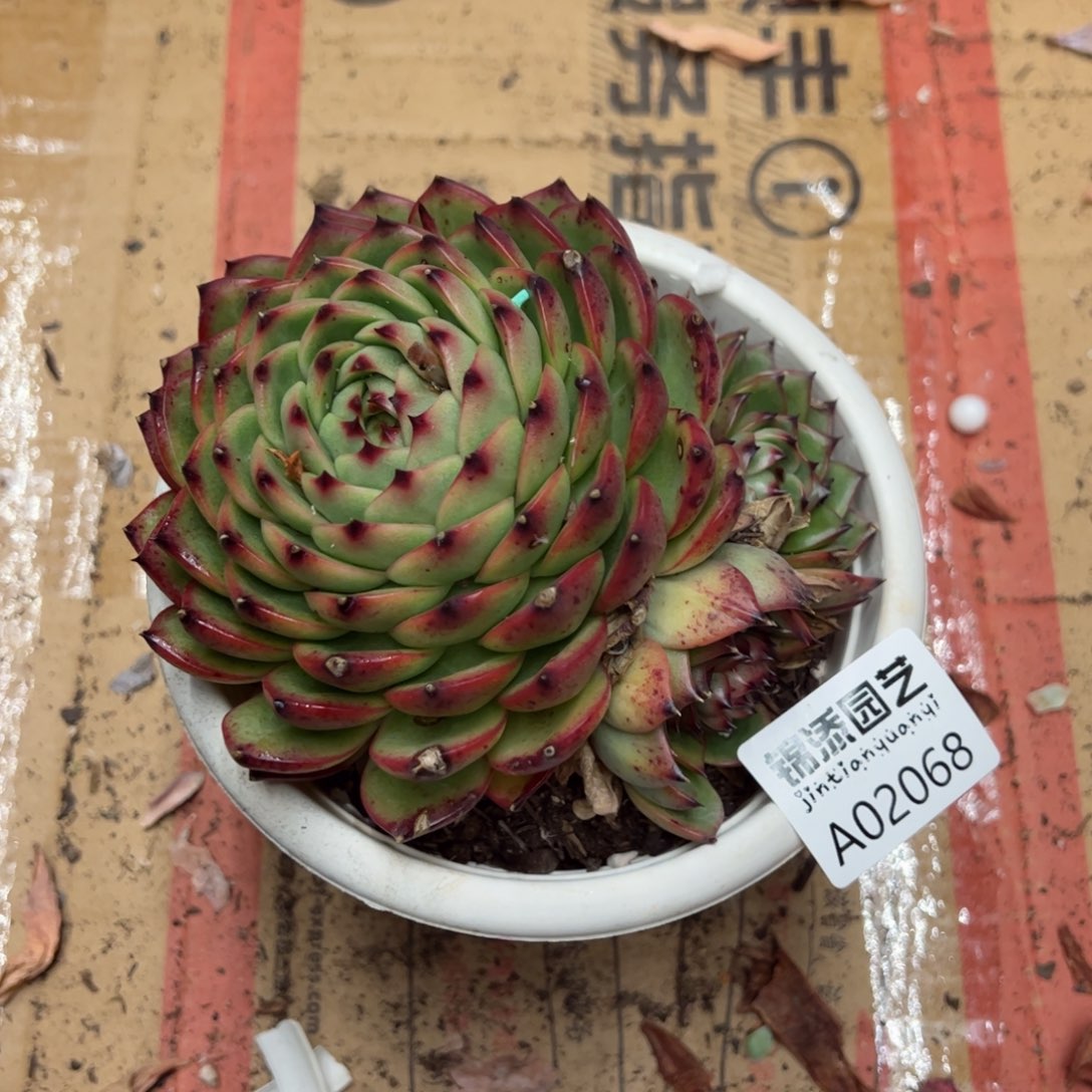 多肉一物一拍2068