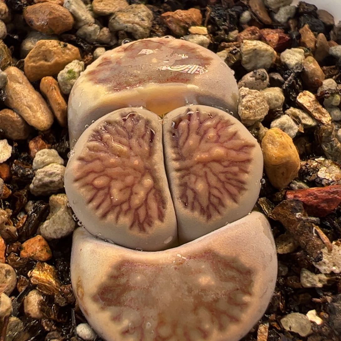 753多肉植物百科