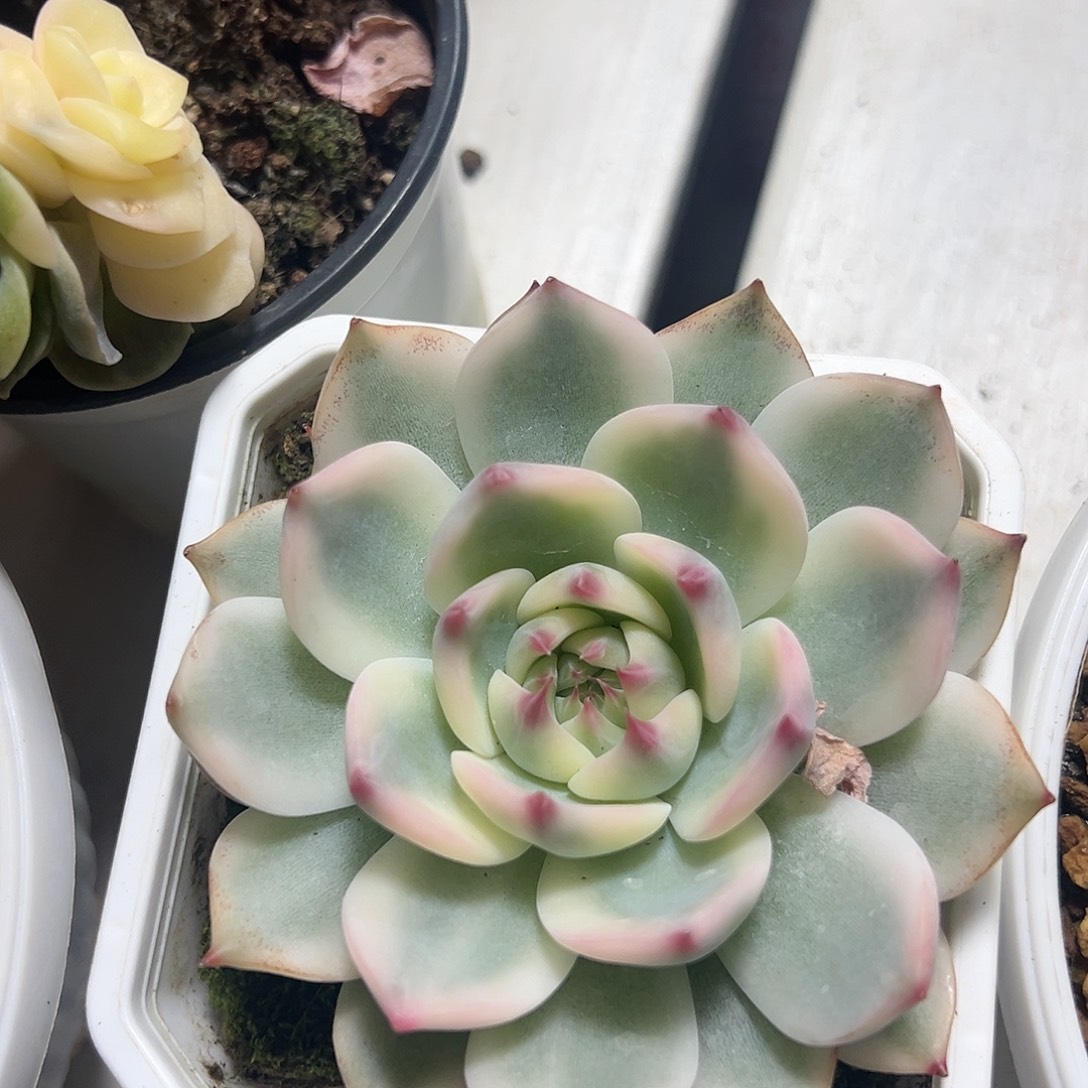 吉娃娃锦多肉植物