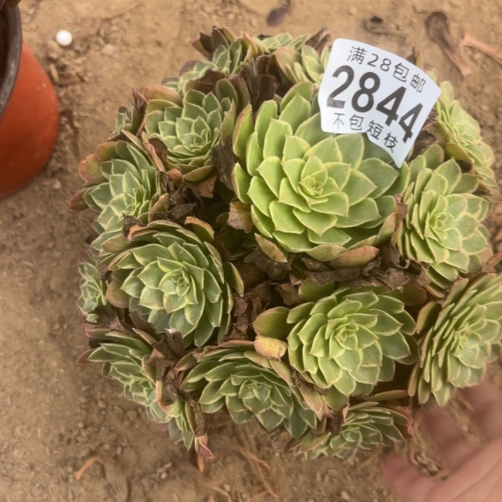 水蜜桃多肉植物2844