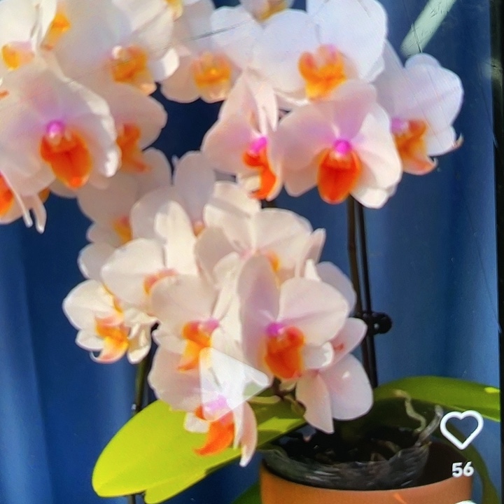 当前无花栽培后可以开花豆蔻年华