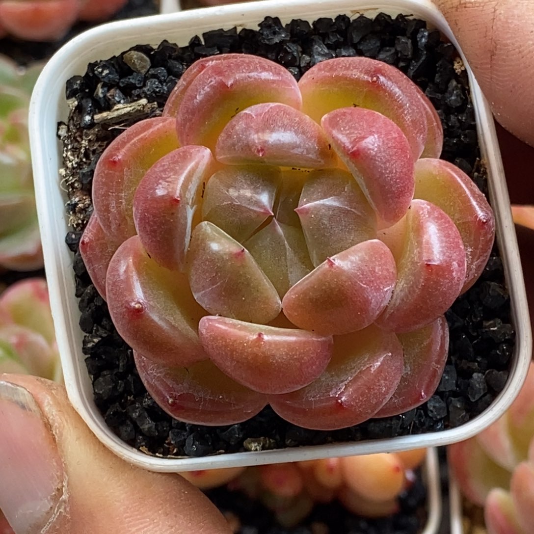 天官赐福百无禁忌