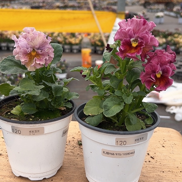 红陶抖音直播闪拍120