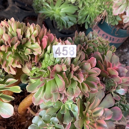 舒***涵多肉植物一个香非