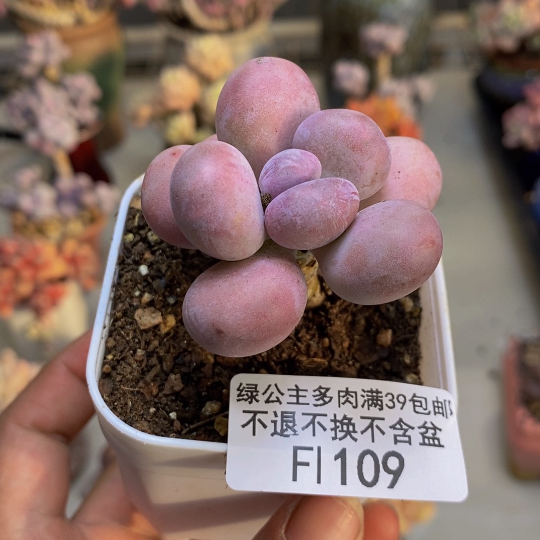 109橙雪球多肉4cm