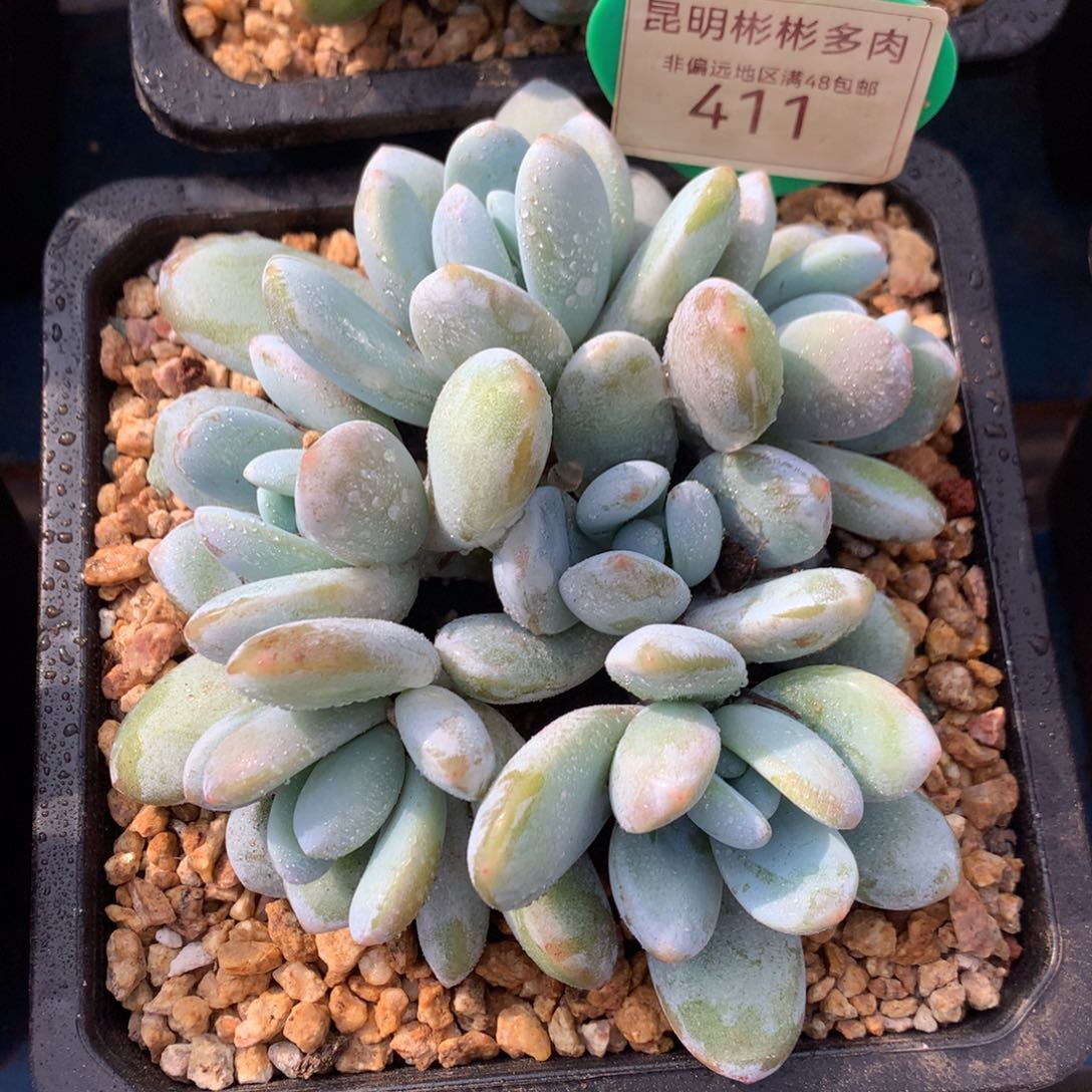 雪美人矮桩平头411