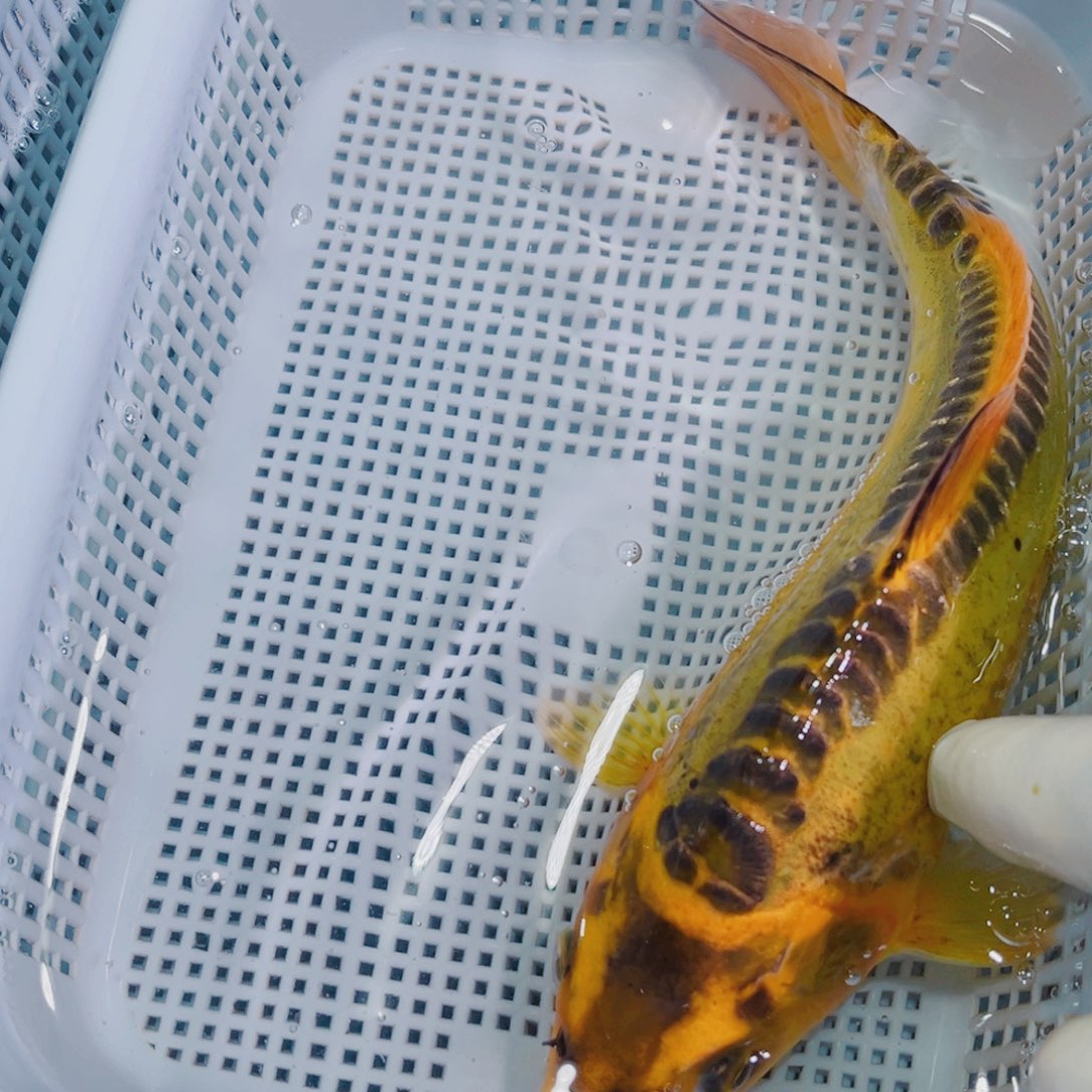 锦鲤锦鲤冷水鱼观赏