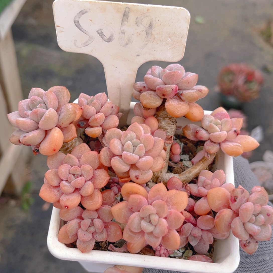 白鹭88888888888888