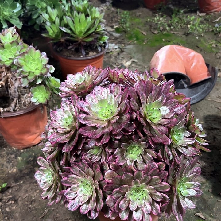 ，多肉植物法师紫霞仙子57