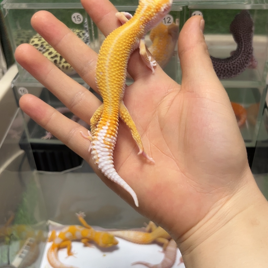 豹纹守宫豹纹守宫