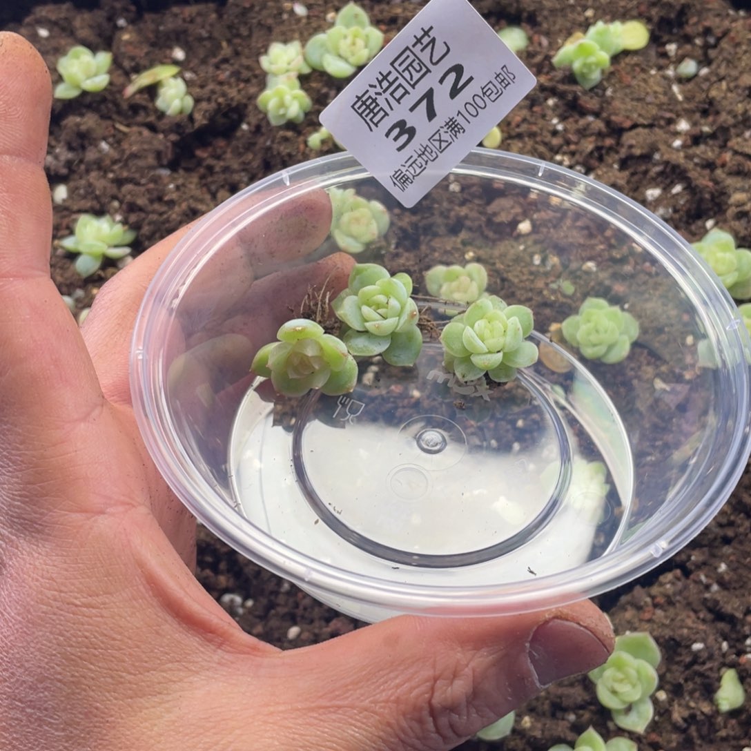 ****梨月神珍妮一物一拍372.