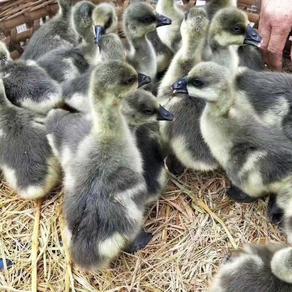 大种灰鹅  鸭出壳苗宠物顺丰包邮到家