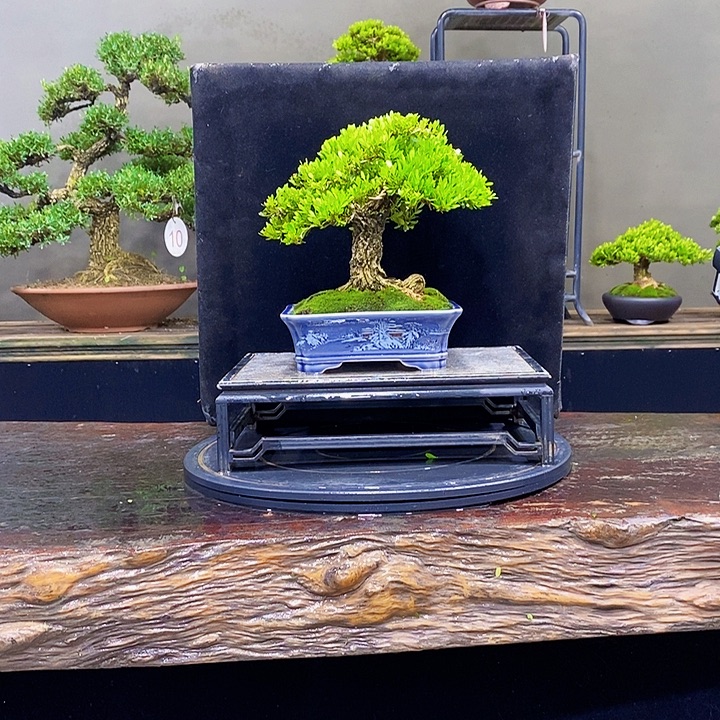 无花朵黄杨盆景四季常青