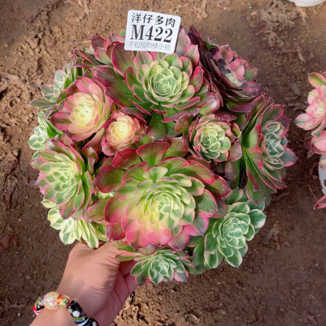 422海王 冠幅25左右