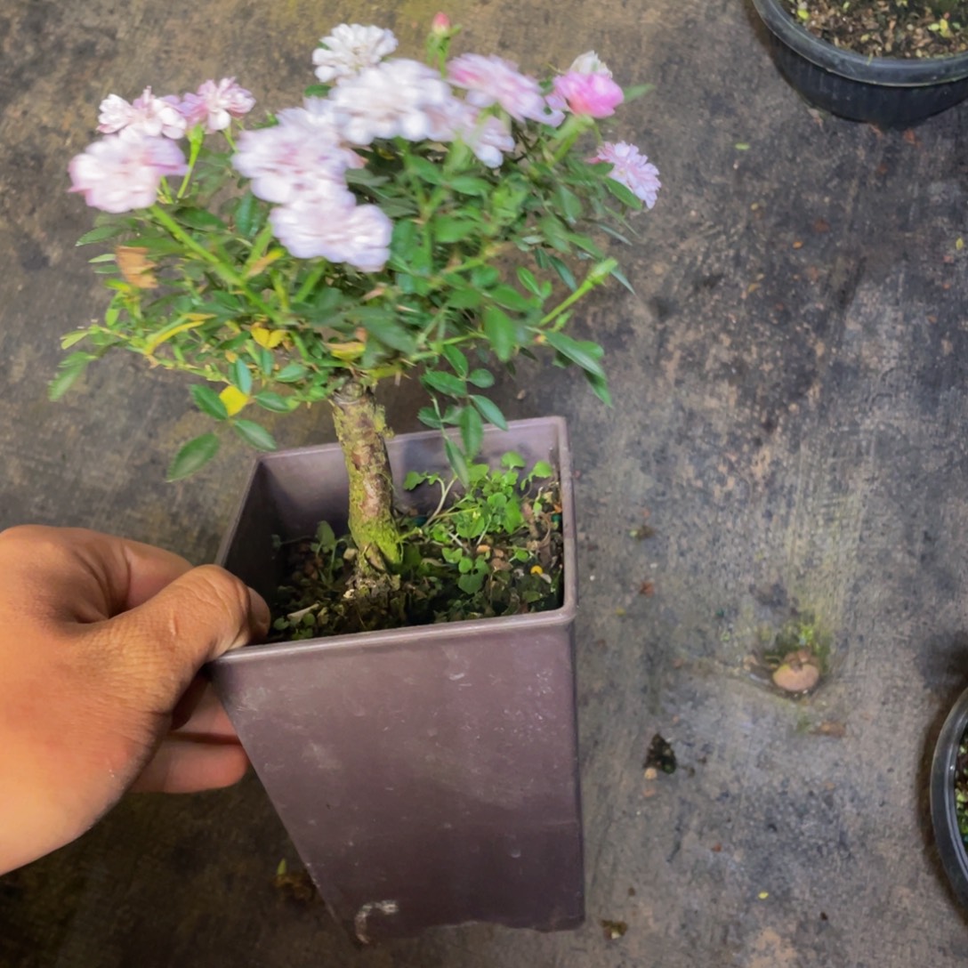 无花朵重樱福利苗