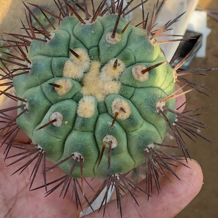 橘刺鬼神龙单刺款无根6666