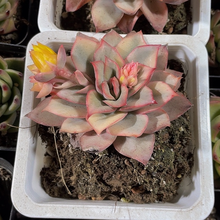 10方大月光女神锦带盆