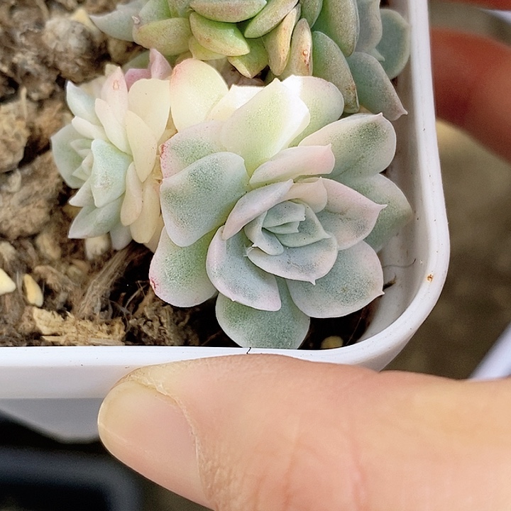 雪球锦一物一拍，