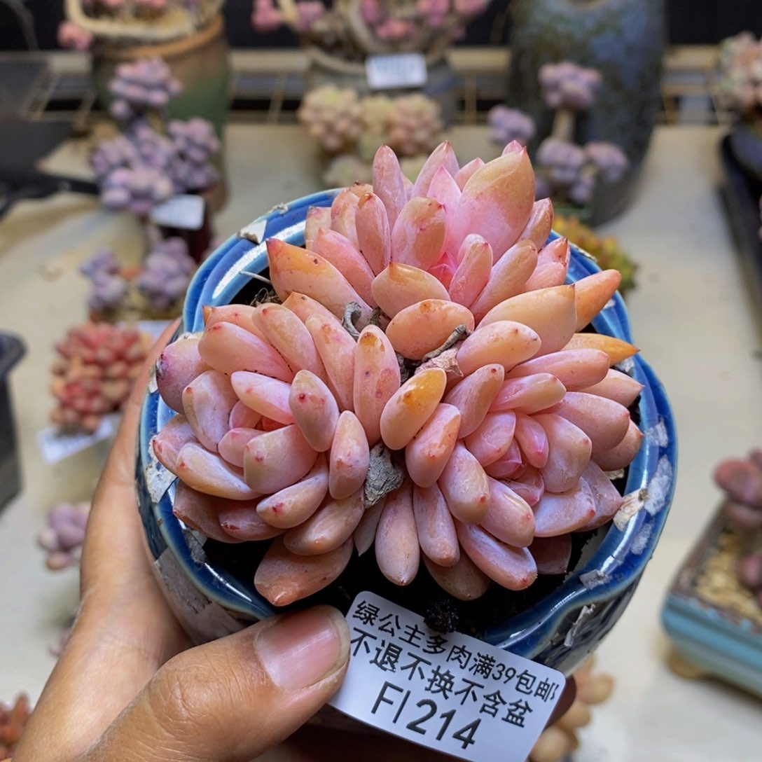 214冰橙多肉肉8cm