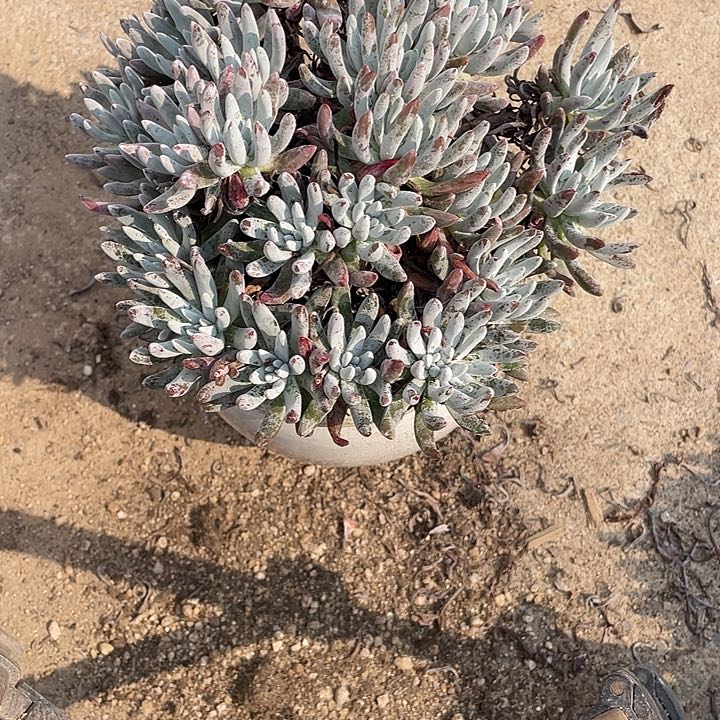 273号雪花多肉植物