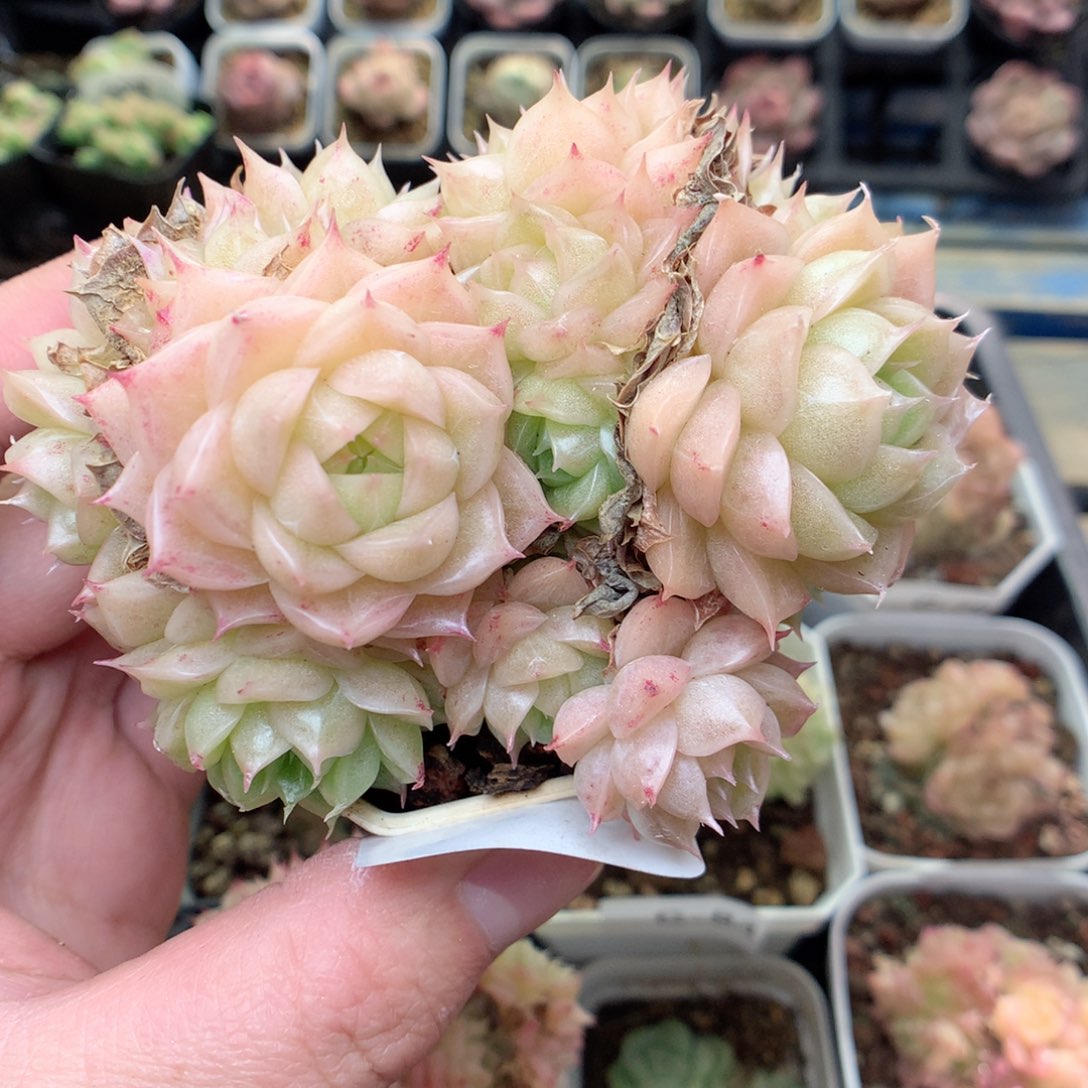 G90 ，20包邮两天凑单