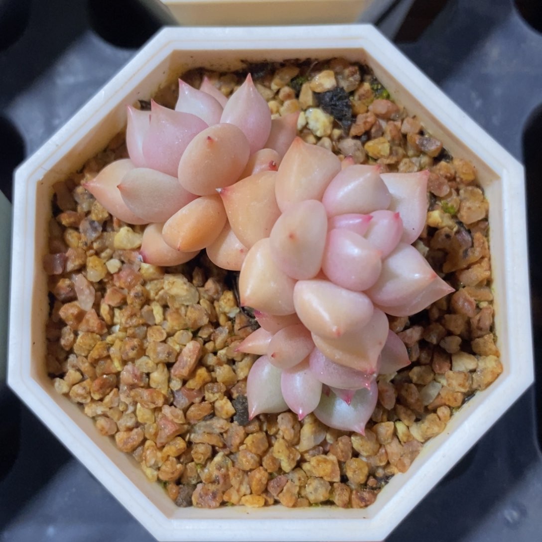 可问主播品种，下滑链接更多品种多肉选择