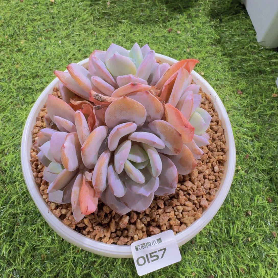 Y***a多肉植物奶茶群0157
