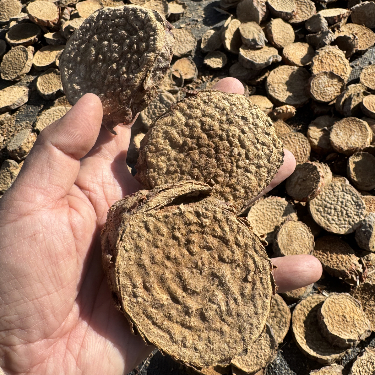 新疆塔克拉玛干沙漠肉苁蓉干片产地直发可泡茶煲汤