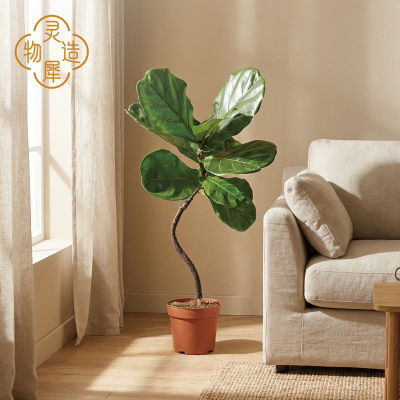 【95-105cm】造型琴叶榕室内外绿植四季常青好养耐阴客厅装饰盆景