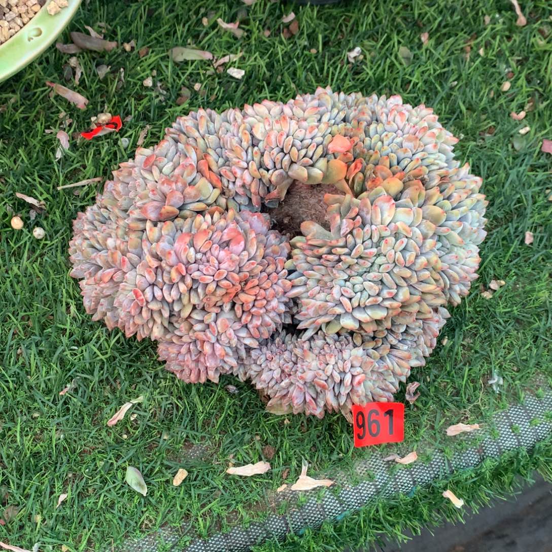 961橙子1111111111111