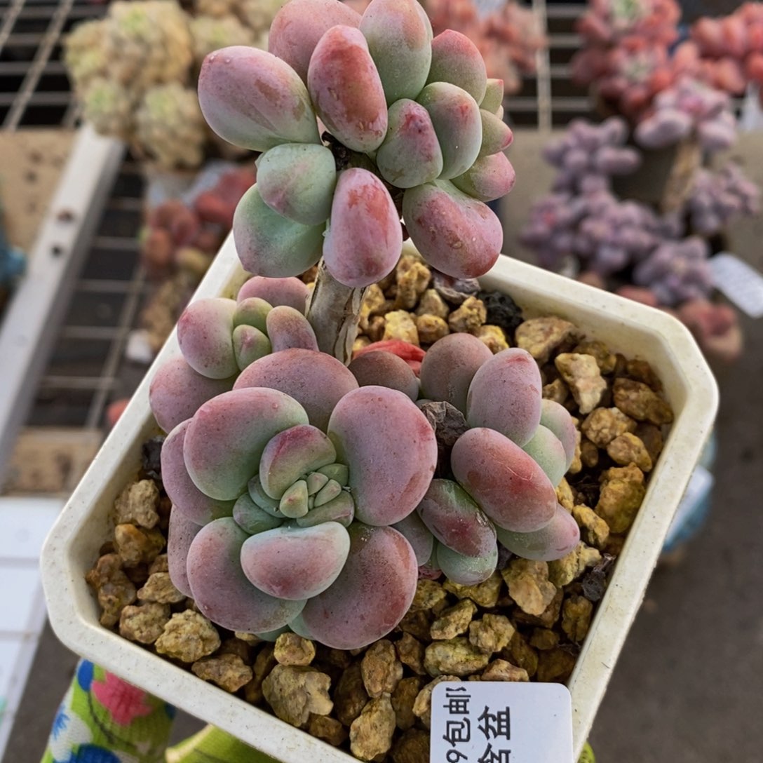 红洛神272/6cm多肉