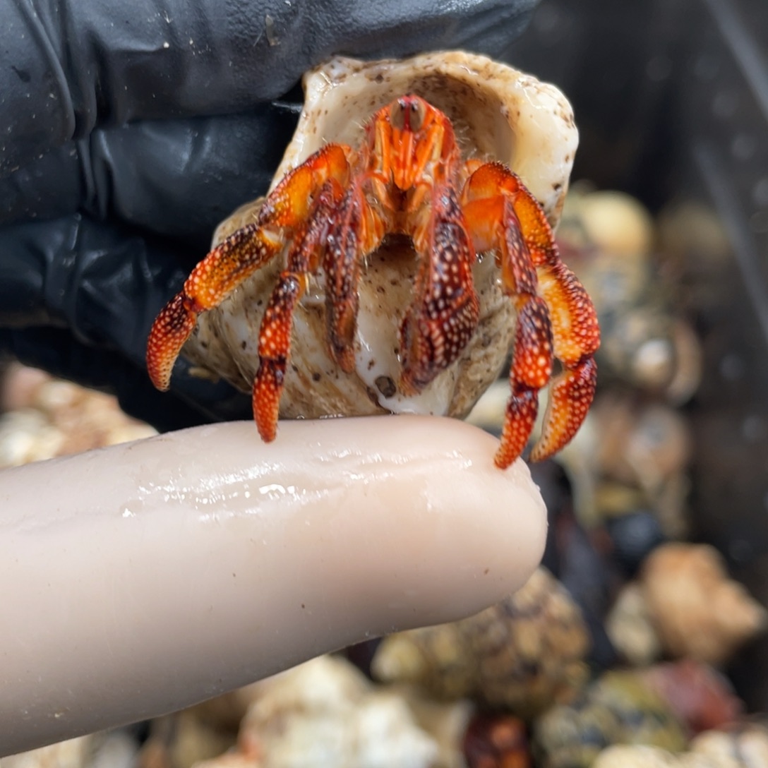 不退不换活体宠物75